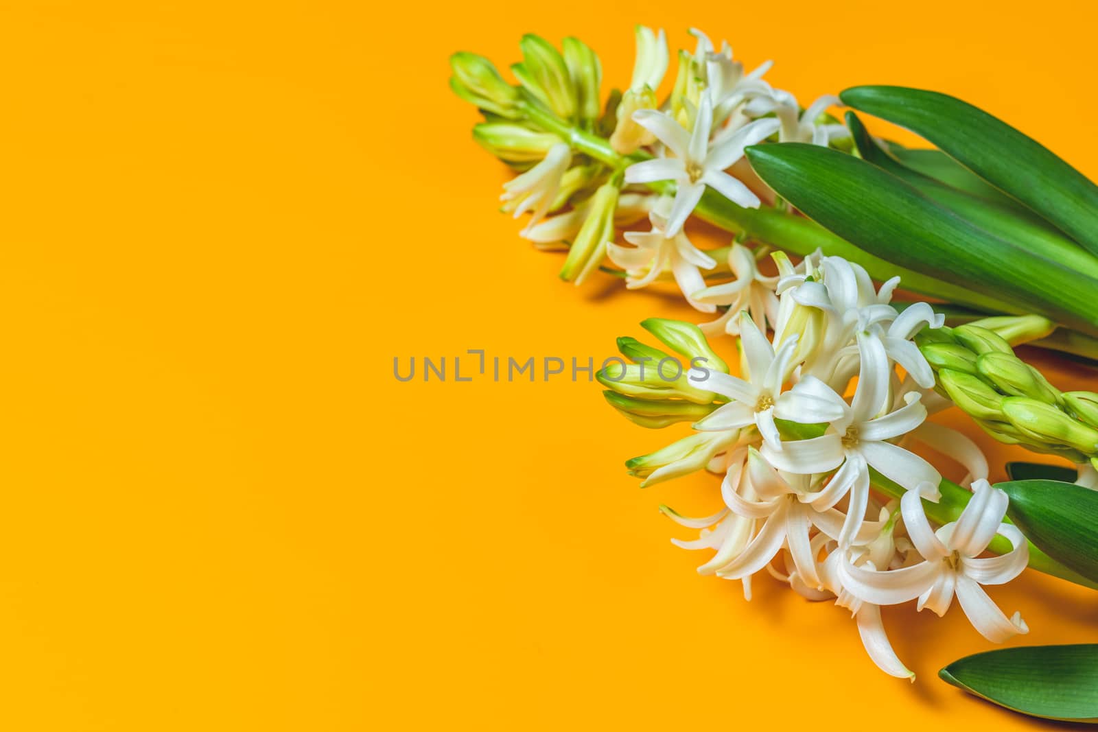 Two white hyacinths on yellow surface background. Minimalism, top view, copy space for you text. Happy Easter, Mothers day, birthday, wedding marriage festive background.