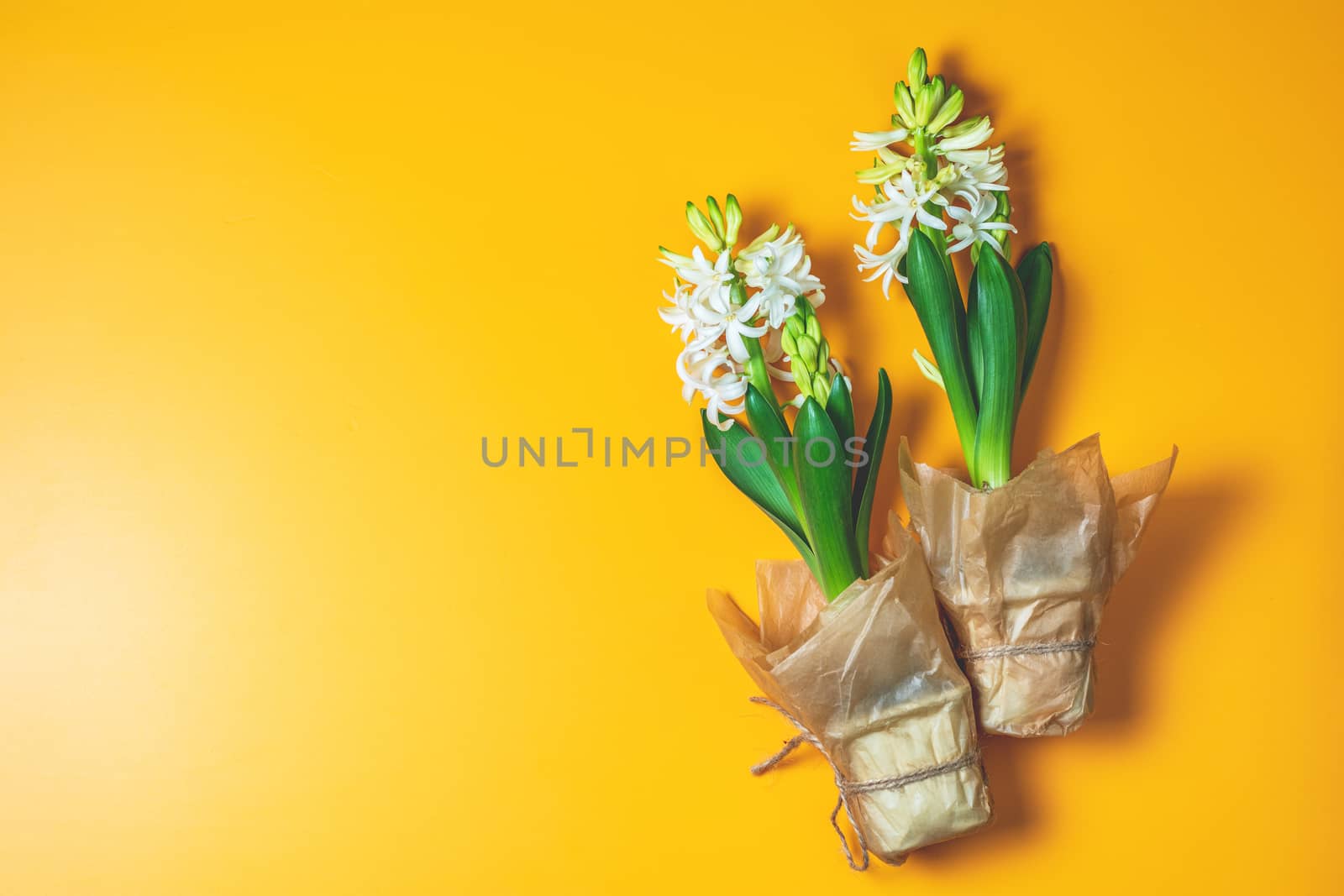 Two white hyacinths on yellow surface background. Minimalism, top view, copy space for you text. Happy Easter, Mothers day, birthday, wedding marriage festive background.