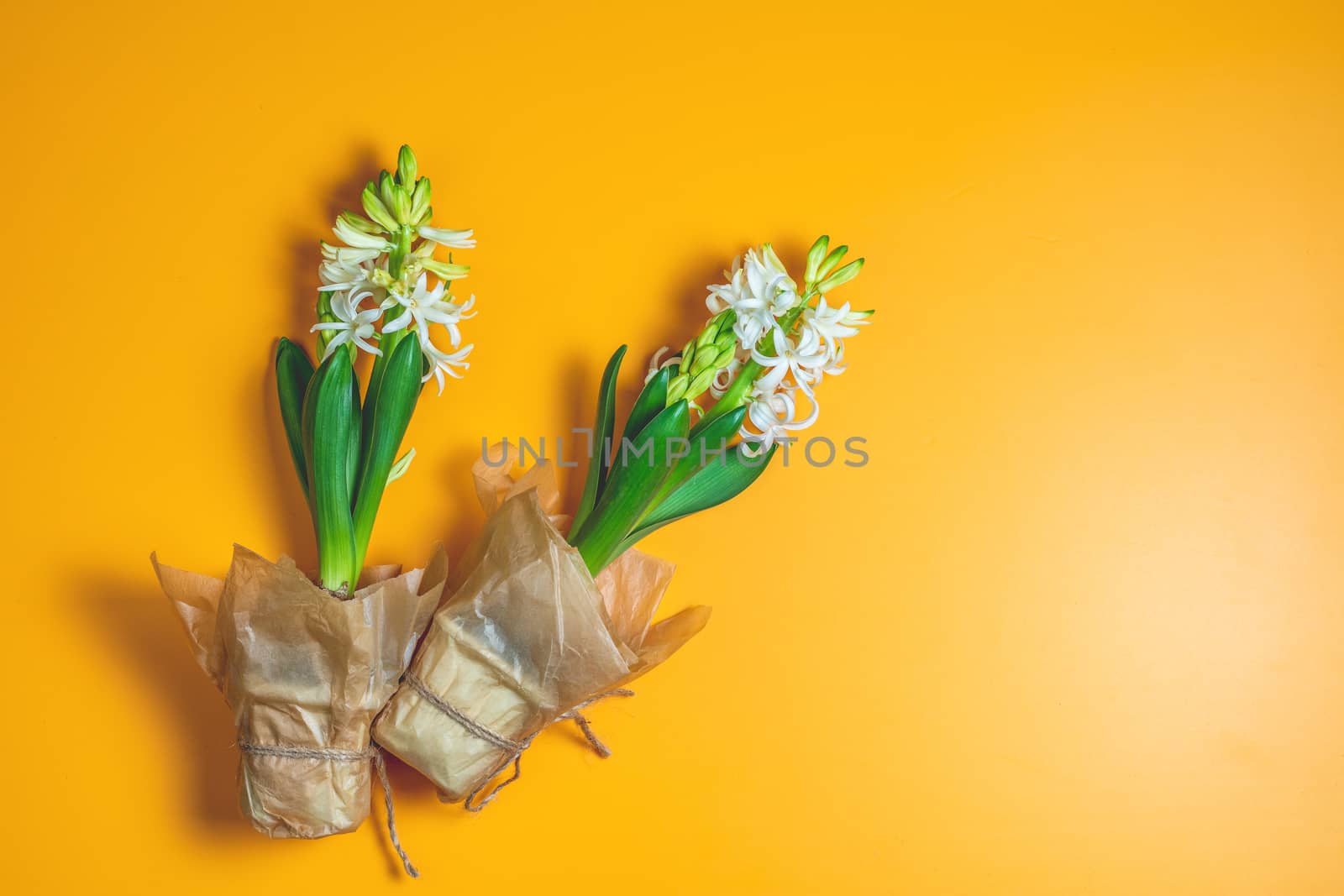 Two white hyacinths on yellow surface background. Minimalism, top view, copy space for you text. Happy Easter, Mothers day, birthday, wedding marriage festive background.