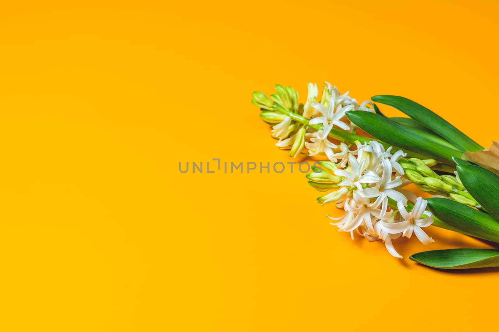 Two white hyacinths on yellow surface background by ArtSvitlyna