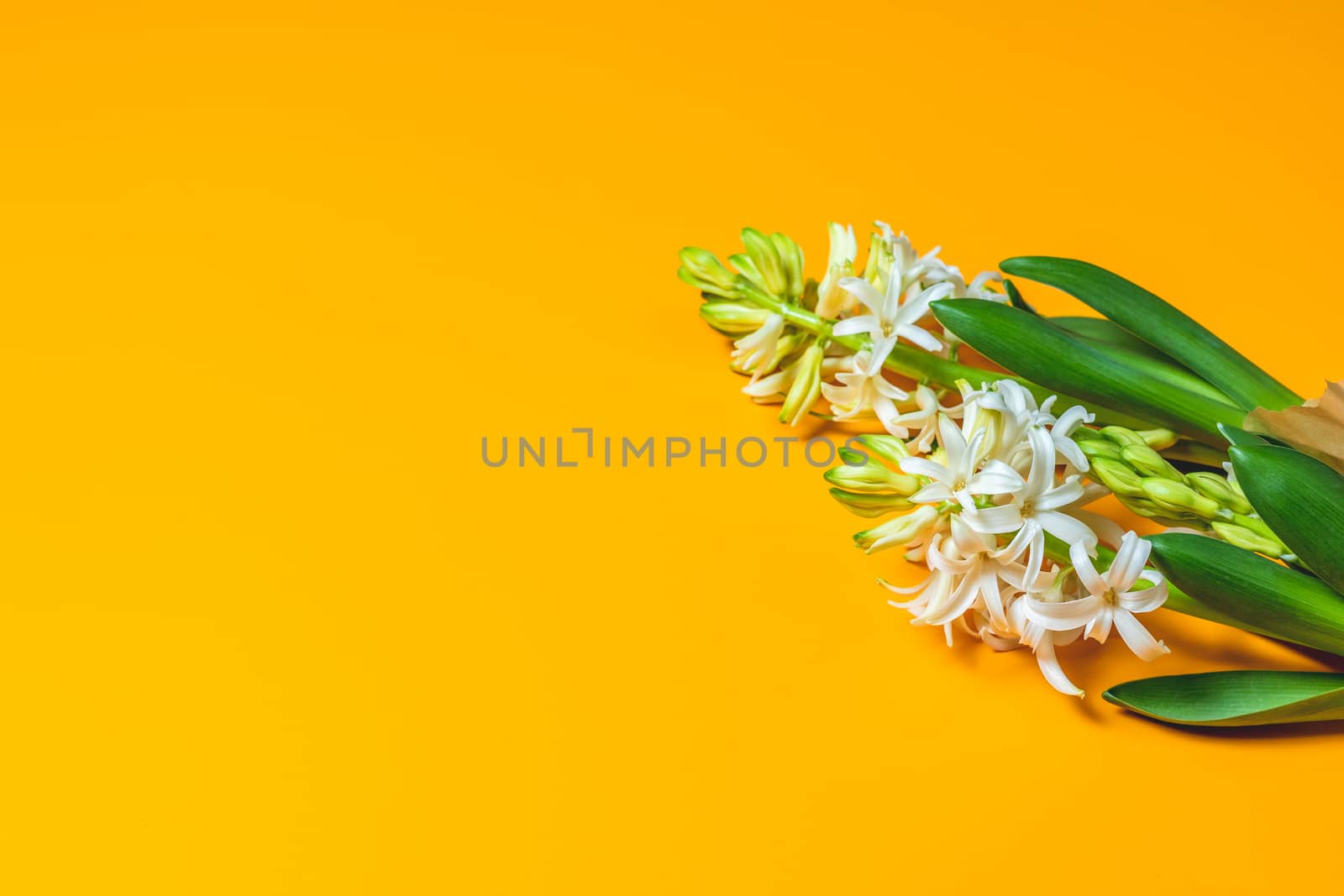 Two white hyacinths on yellow surface background. Minimalism, top view, copy space for you text. Happy Easter, Mothers day, birthday, wedding marriage festive background.