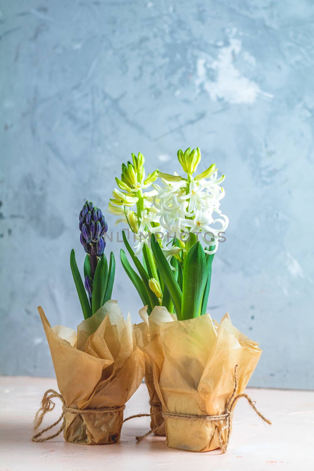 Two white hyacinths and blue hyacinth in pots on pink and blue concrete surface background Minimalism, copy space for you text. Happy Easter, Mothers day, birthday, wedding marriage festive background