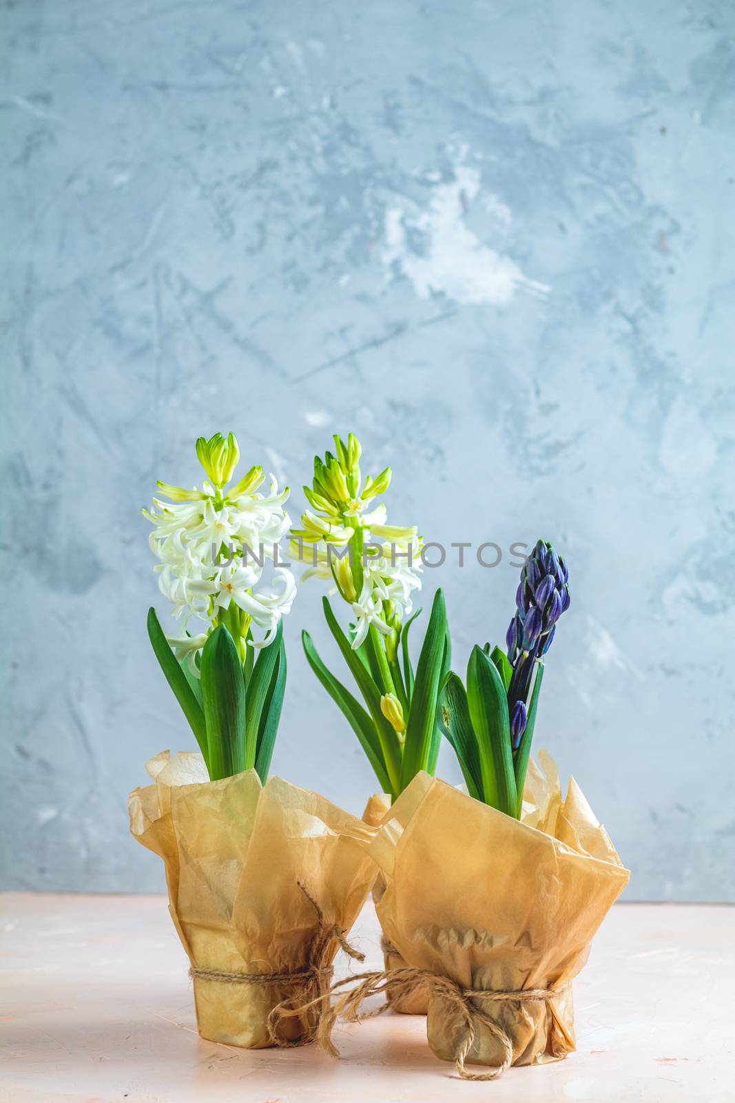 Two white hyacinths and blue hyacinth in pots on pink and blue concrete surface background. Minimalism, copy space for you text. Happy Easter, Mothers day, birthday, wedding marriage festive background.
