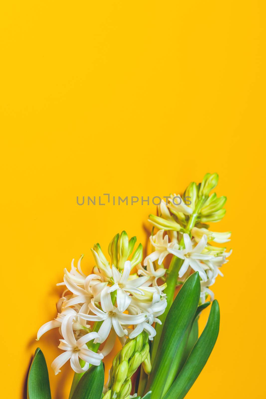 Two white hyacinths on yellow surface background by ArtSvitlyna