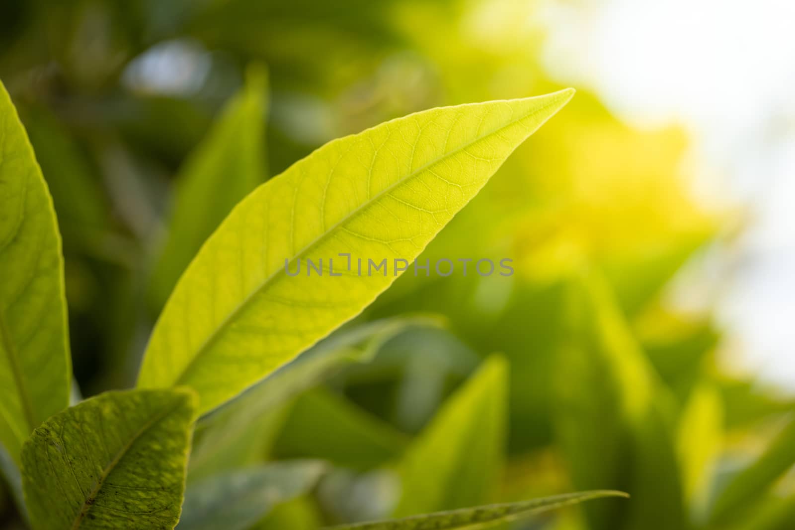 Close Up green leaf under sunlight in the garden. Natural background with copy space.