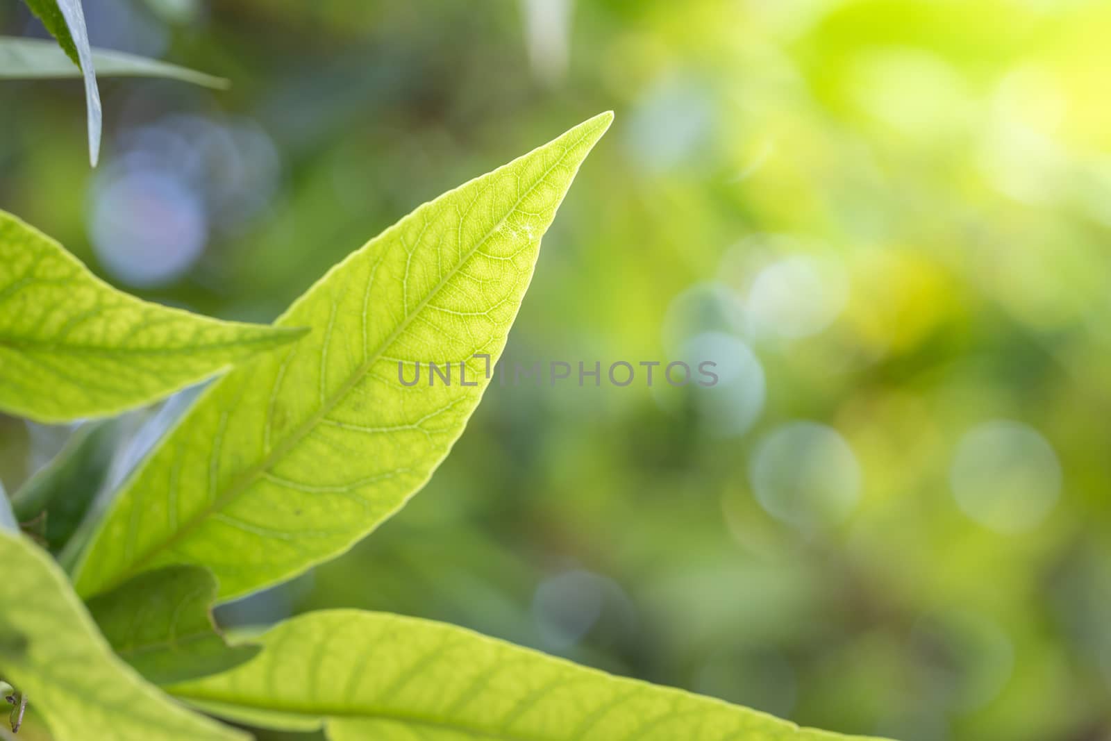 Close Up green leaf under sunlight in the garden. Natural backgr by teerawit