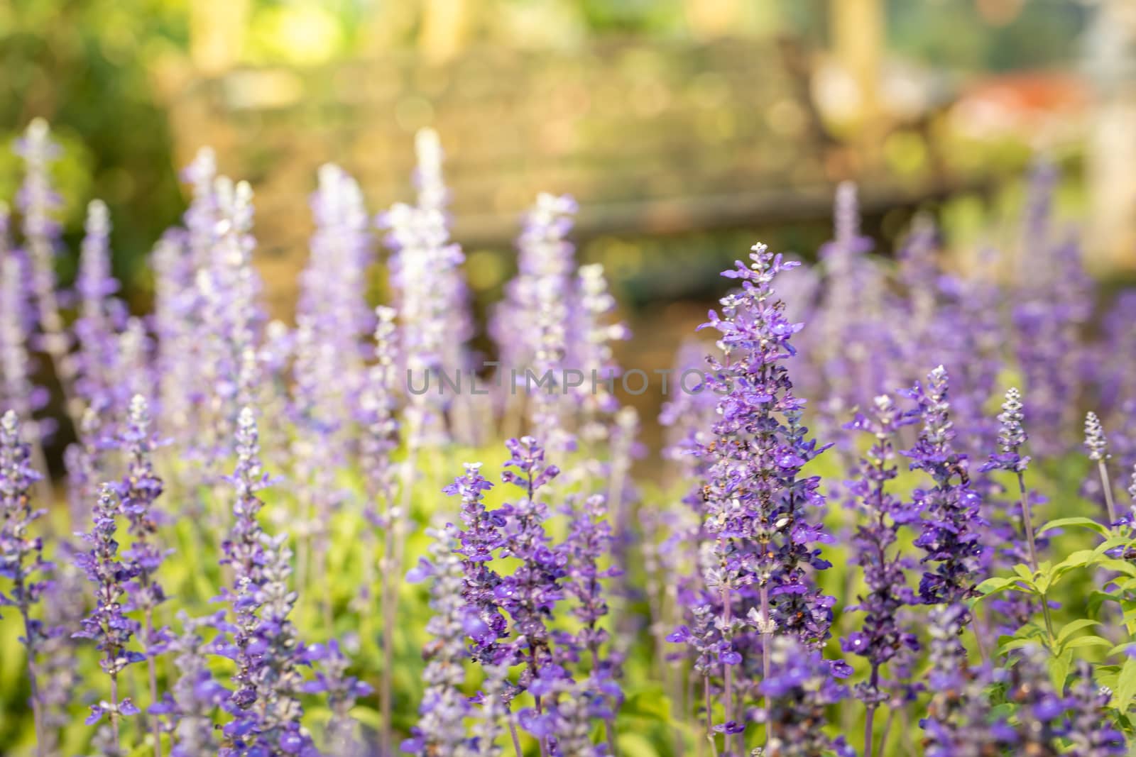 The background image of the colorful flowers, background nature