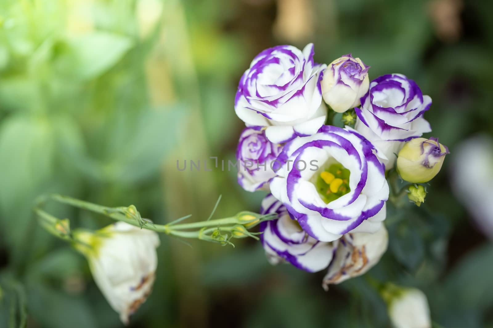 The background image of the colorful flowers, background nature