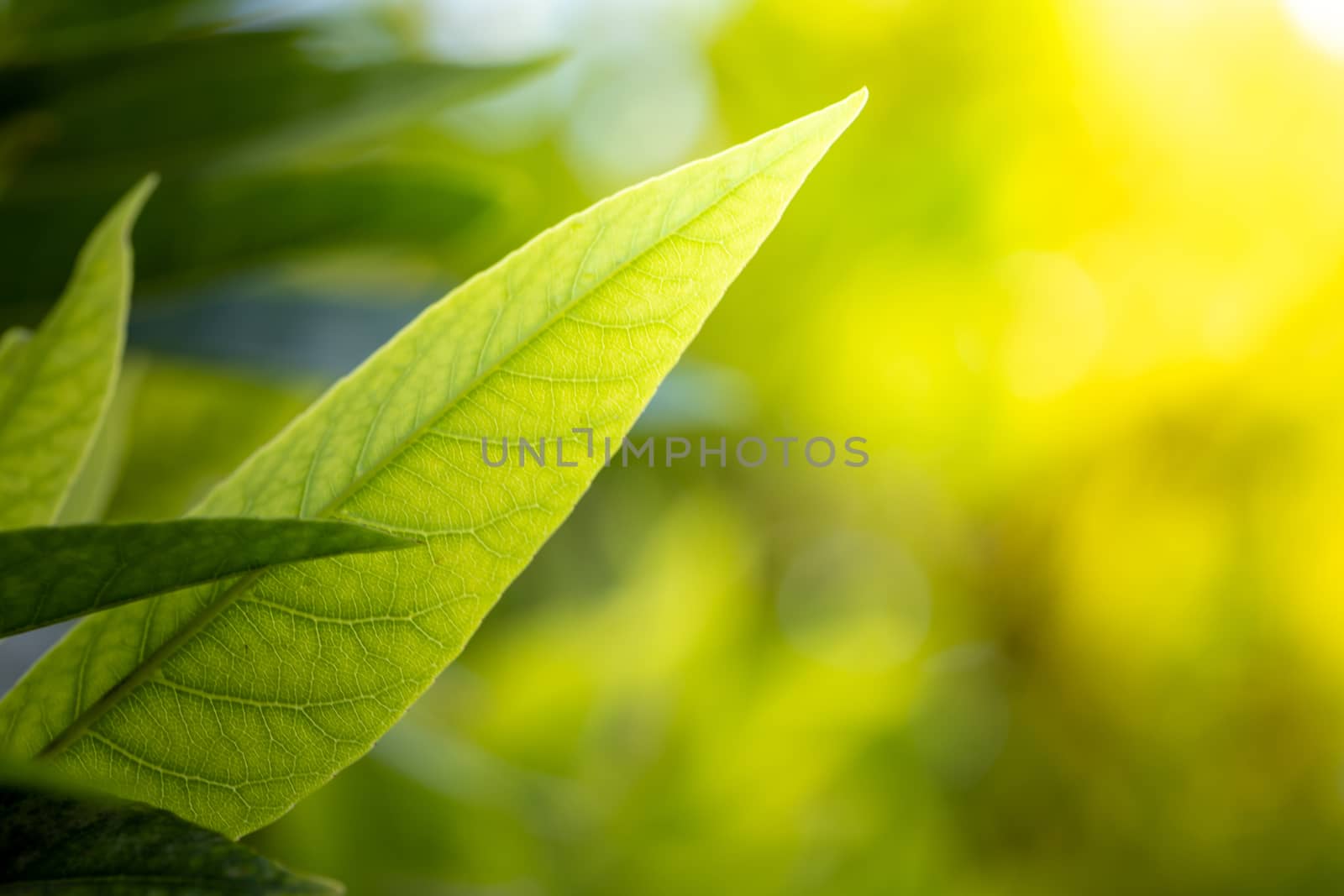 Close Up green leaf under sunlight in the garden. Natural background with copy space.