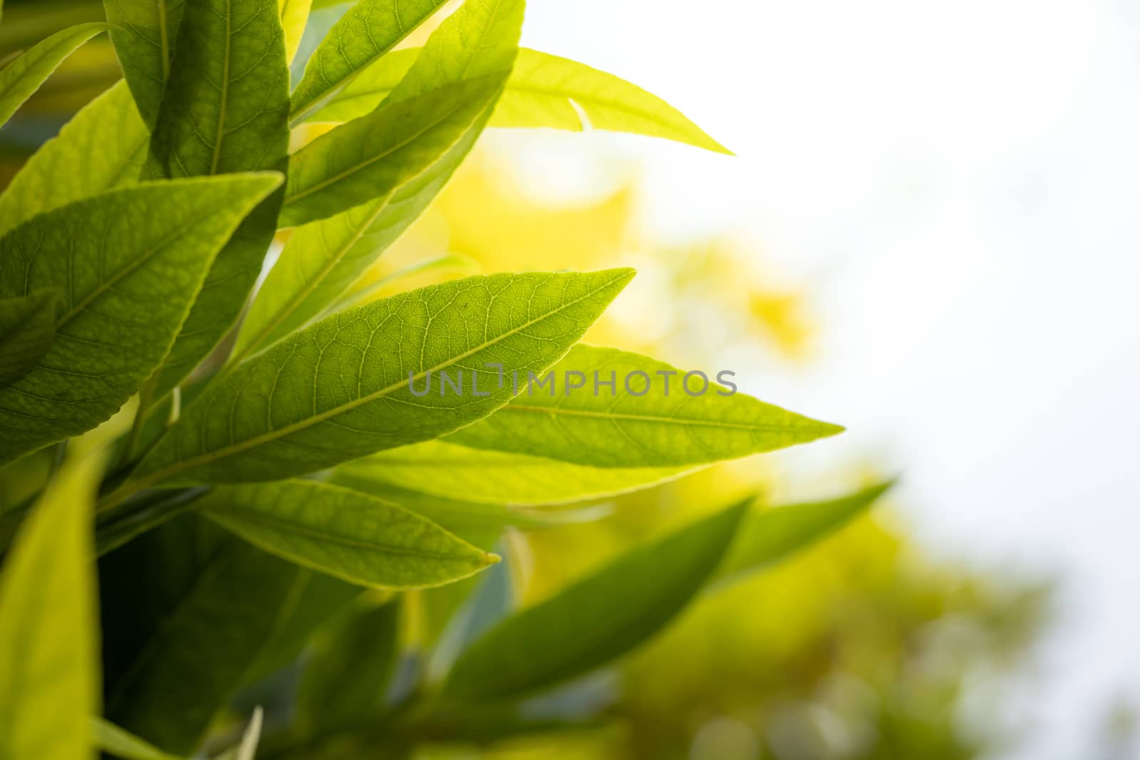 Close Up green leaf under sunlight in the garden. Natural background with copy space.