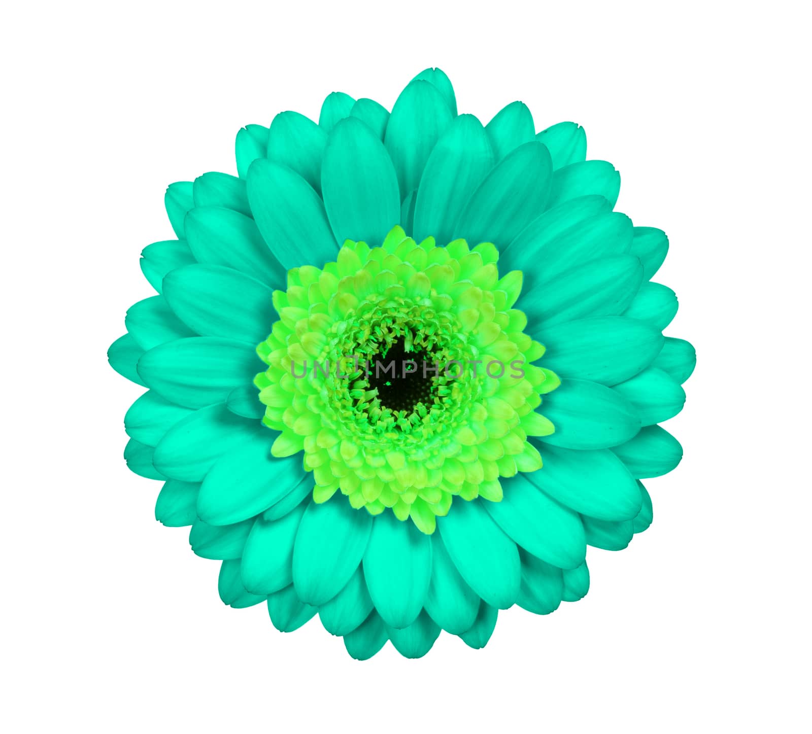Gerbera flower isolated on a white background, green