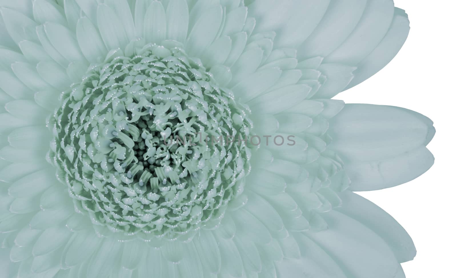 Gerbera flower isolated on a white background, green