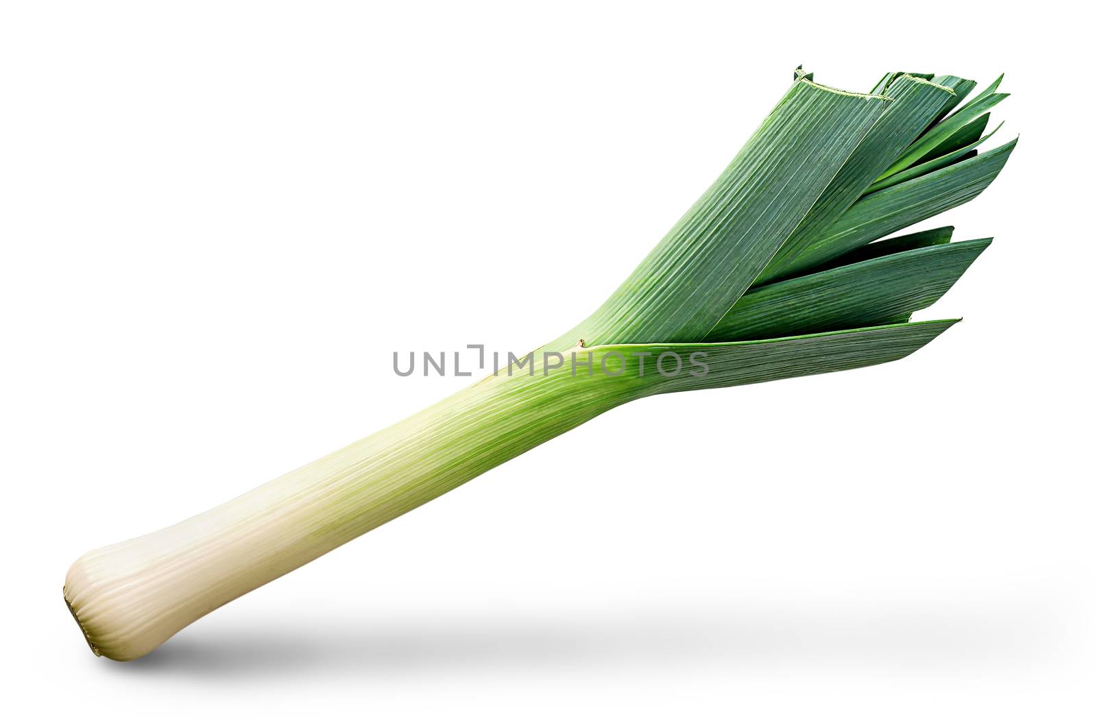 Fresh green leek front view