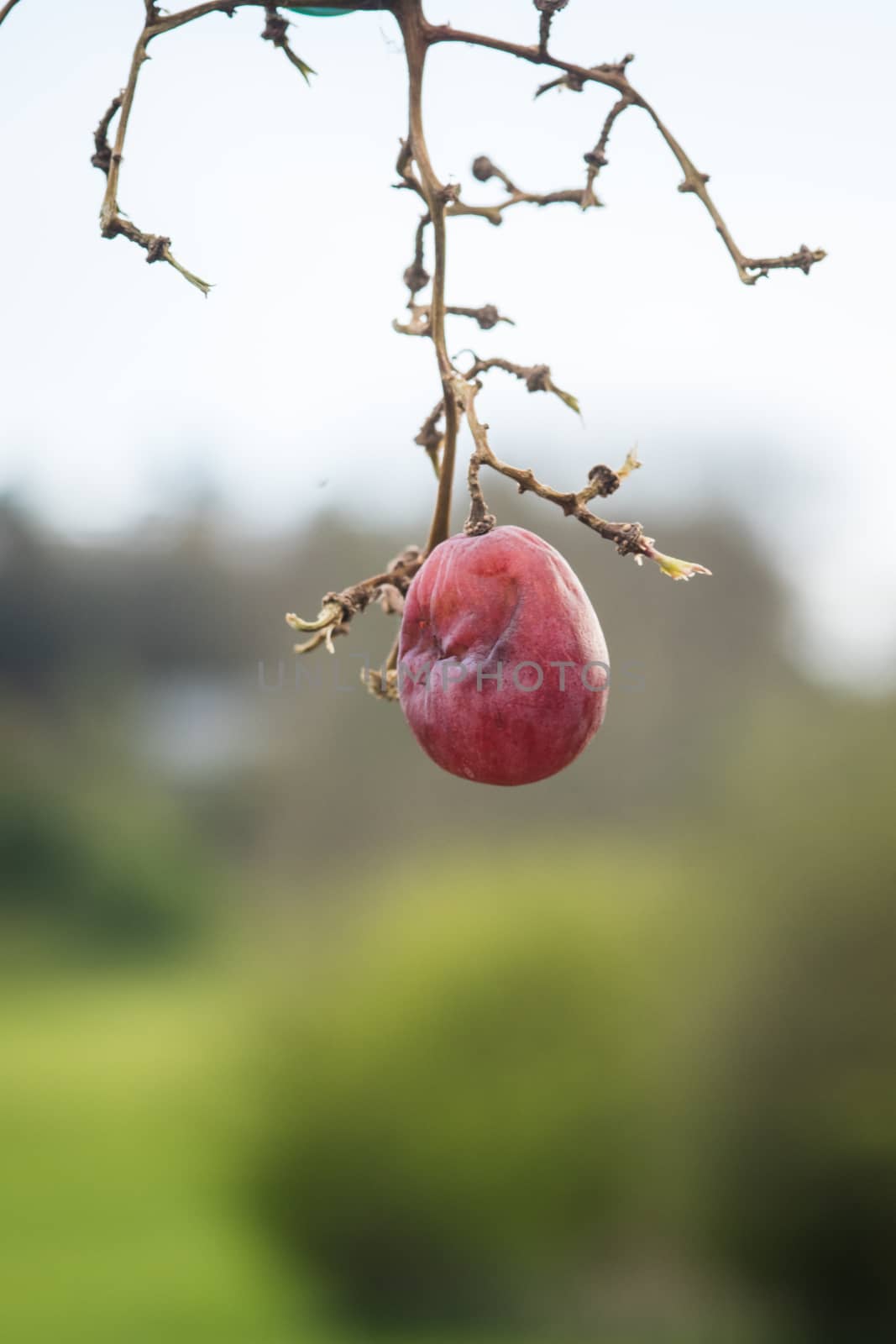 single grape on stalk with tree in background by paddythegolfer