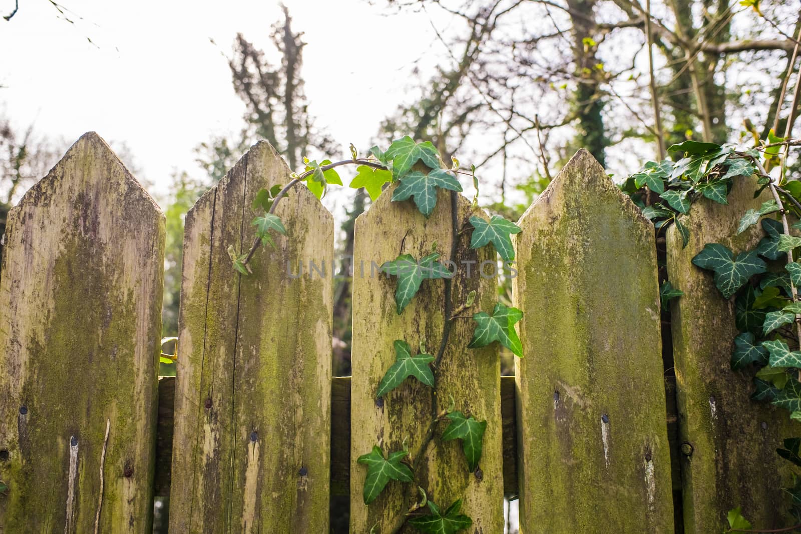 old wooden fence with green stems ivy UK