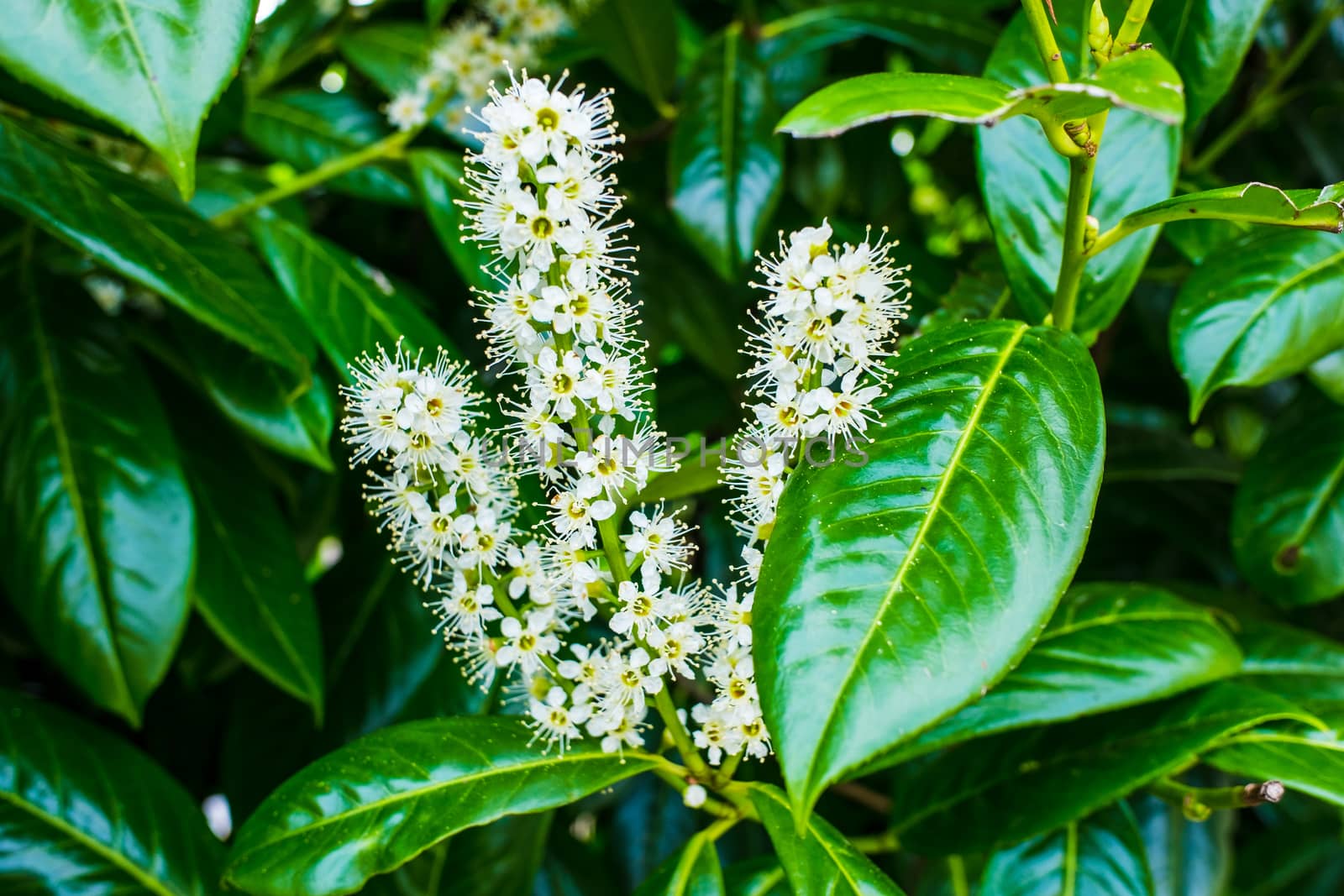 leaves and buds of English laurel,close-up of a flowering hedge by paddythegolfer