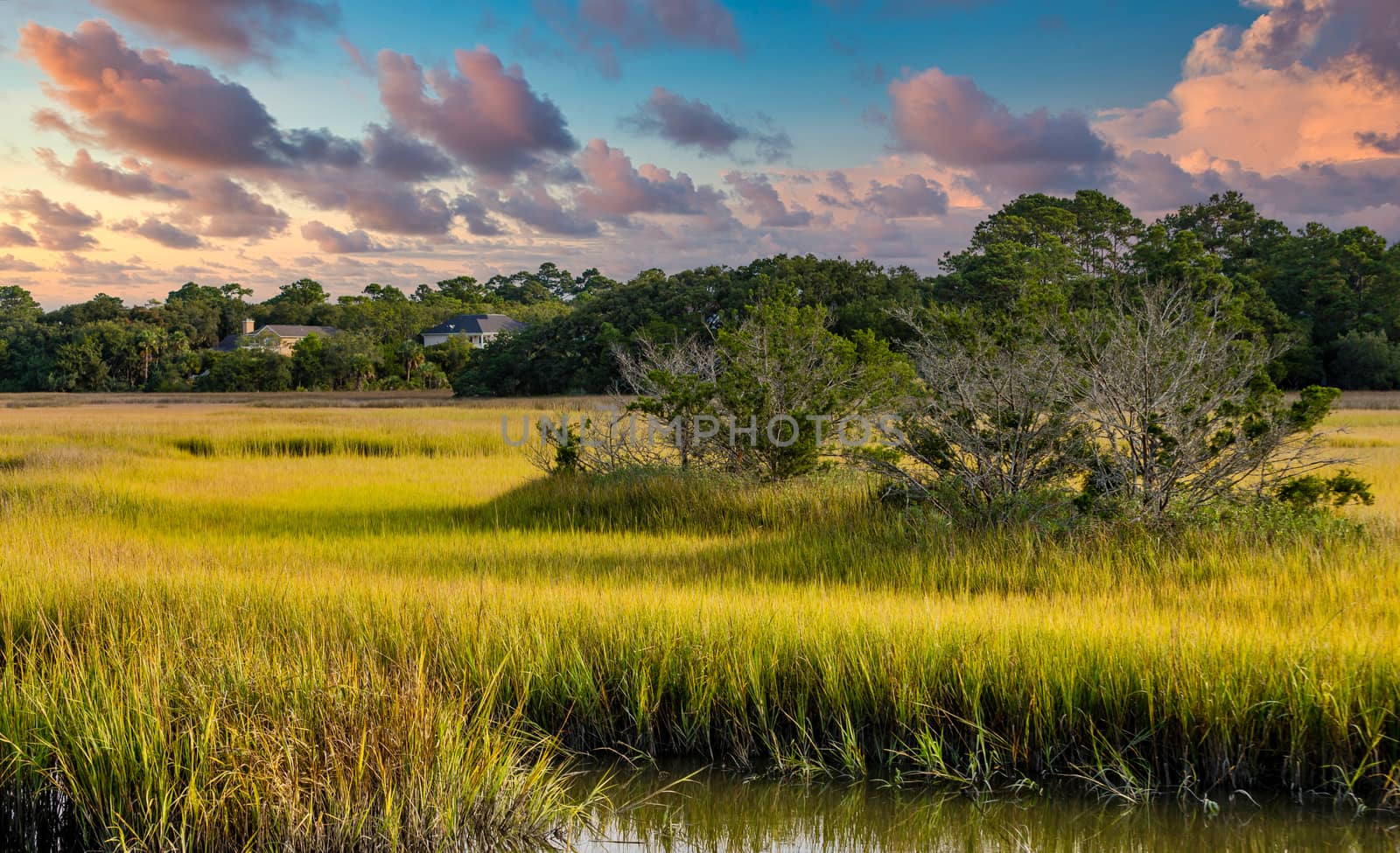 Trees in Wetland Marshes at Dusk by dbvirago