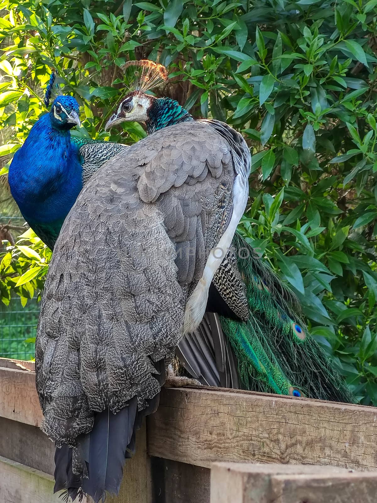 Blue peacock, Beautiful bird background by devoxer