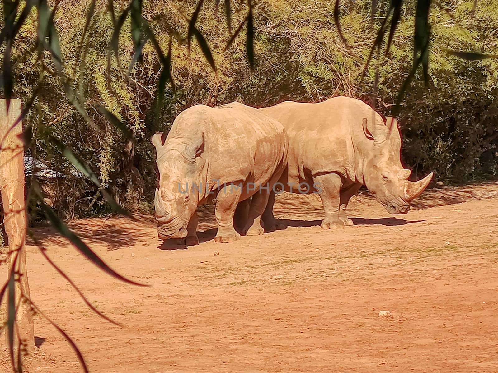 Two rhinos standing in the opposite direction