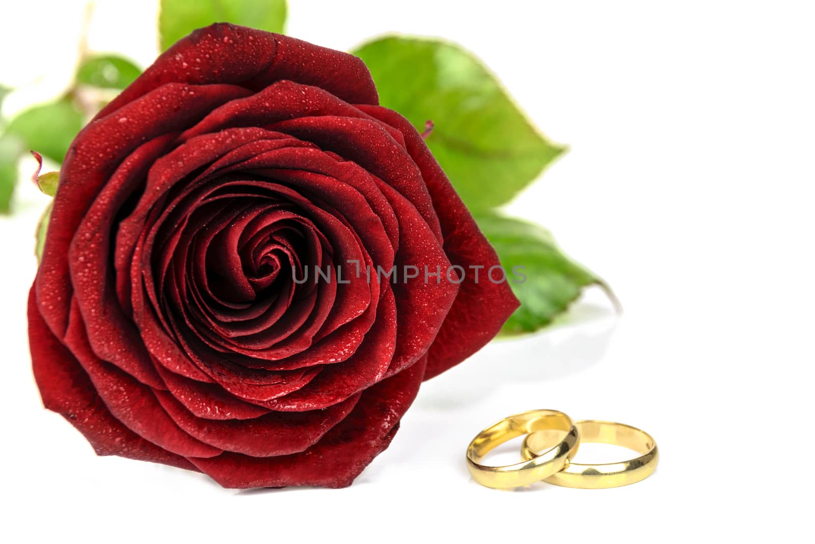 Beautiful blooming red rose and two gold wedding rings on a white background