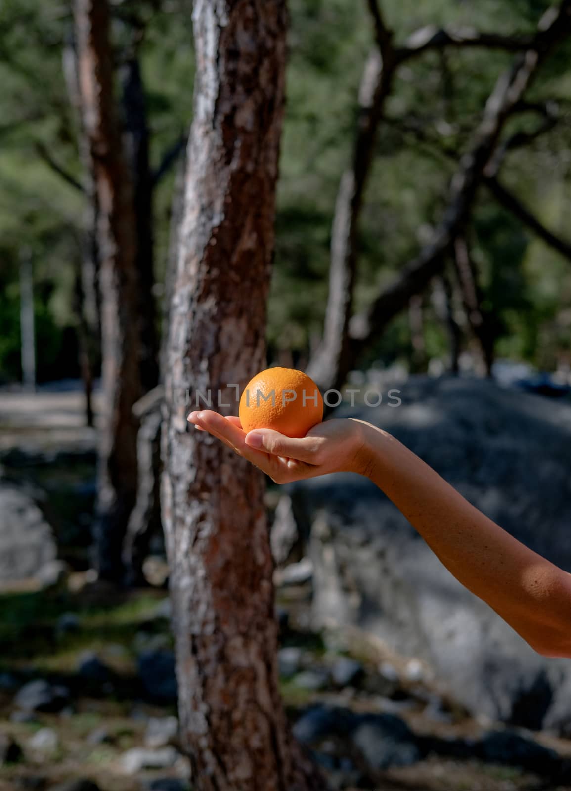 Hand holding orange in the palm in the nature. Side view.
