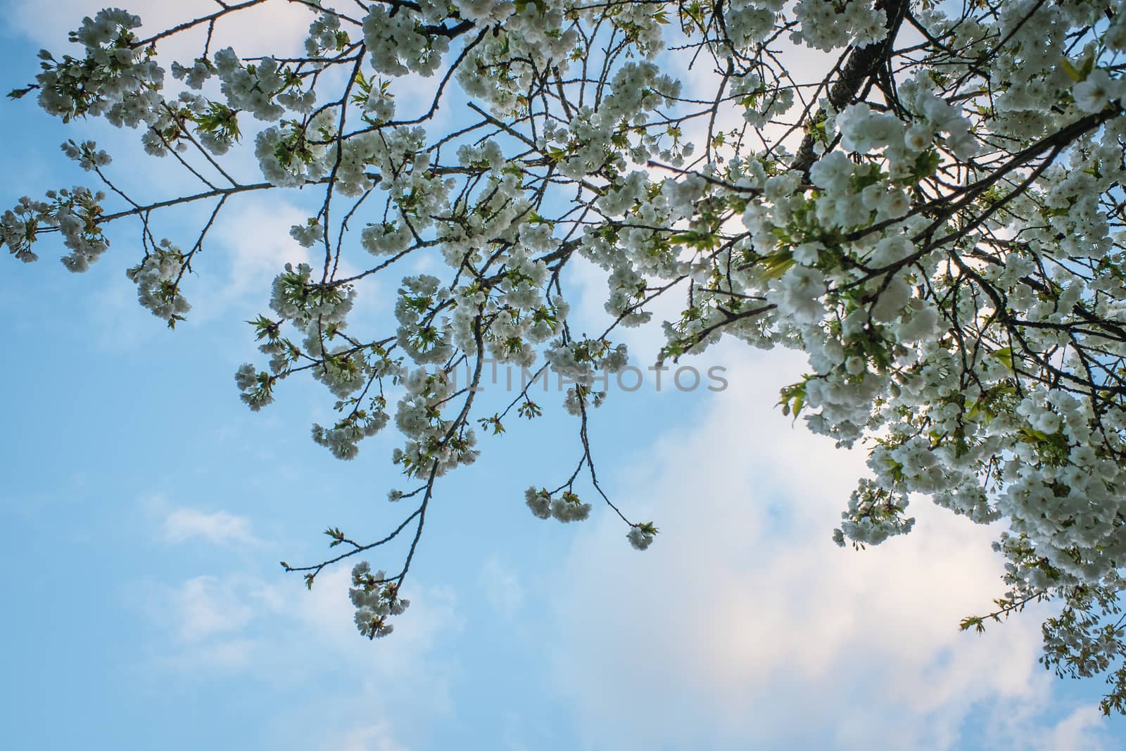 Bunches of white cherry blossoms on the tree