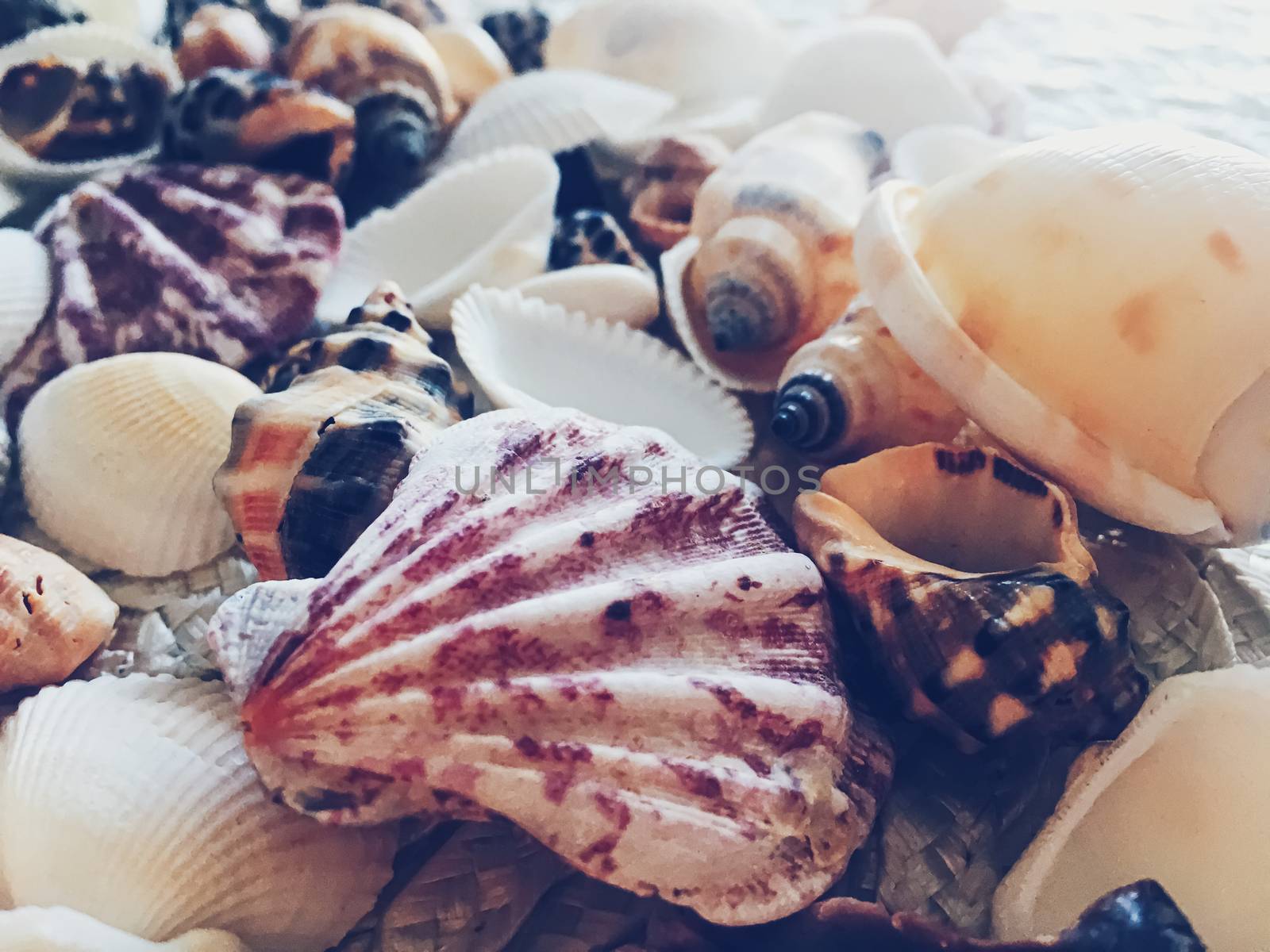 Seashells as summer coastal background, nature and travel by Anneleven