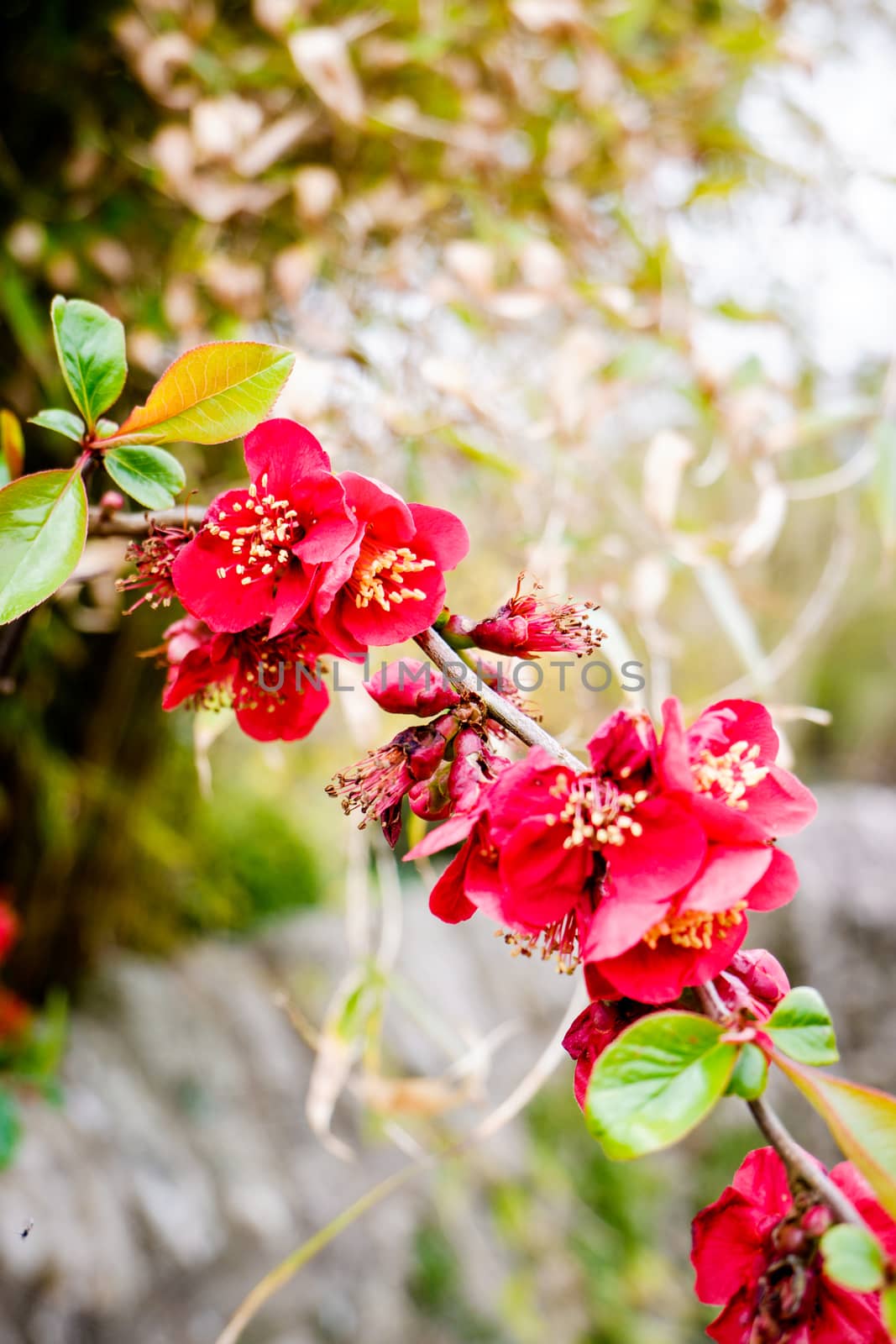 Close up delicate beautiful Japanese blossoms floral background, UK