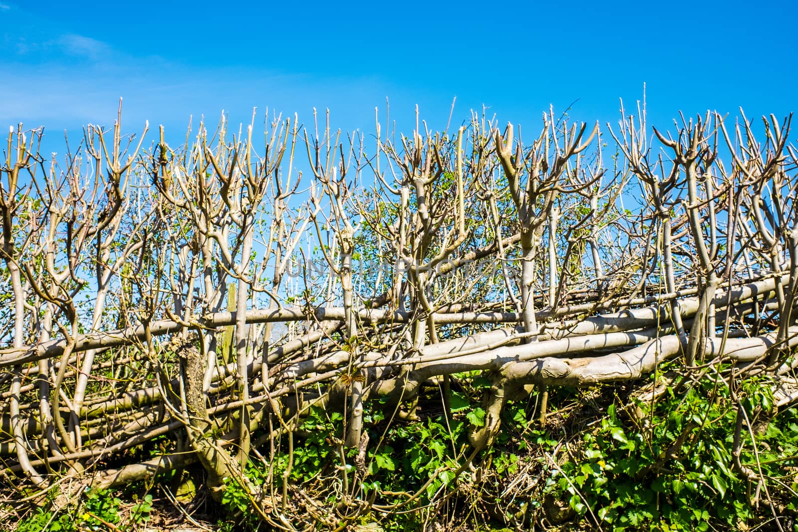 Newly cut hedge on the edge of a field to keep stock in by paddythegolfer