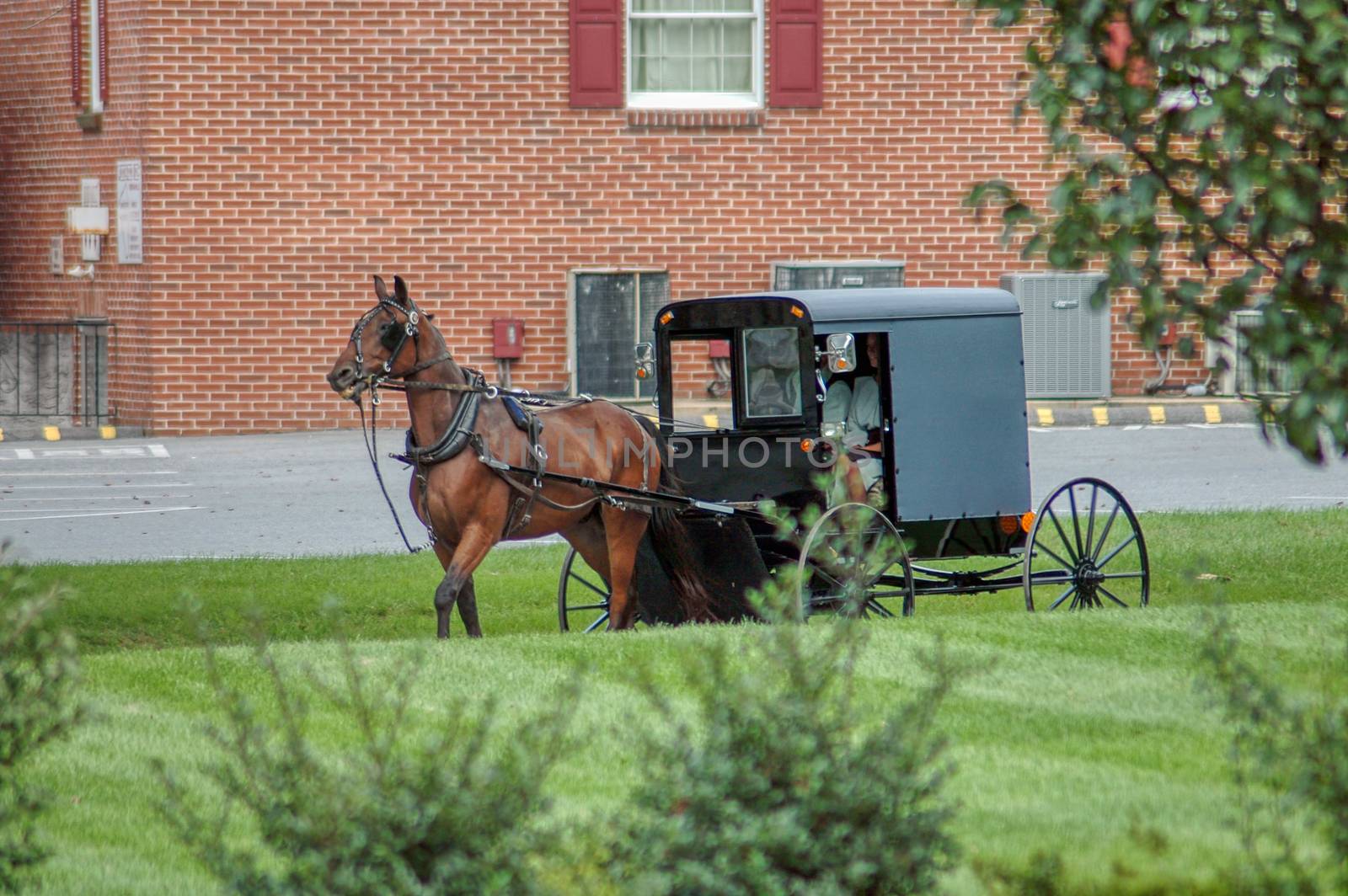 Amish Horse and Buggy Trotting to Country Store on a Summer Day