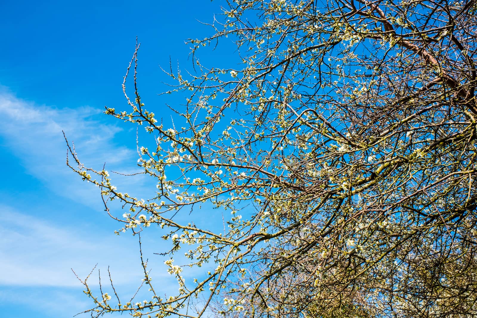 tree branches in springtime with beautiful blue sky UK