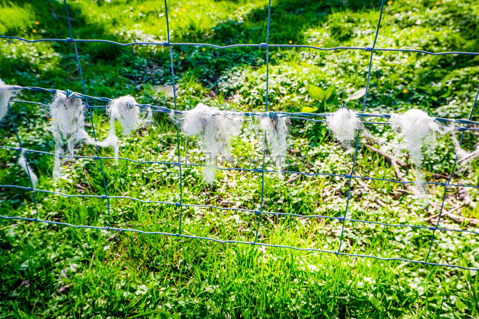 Fence of a farm with sheep wool attached by paddythegolfer