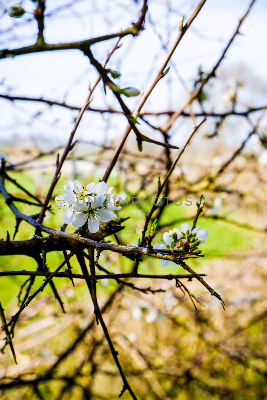Blackthorn blossom close up with fields behind by paddythegolfer