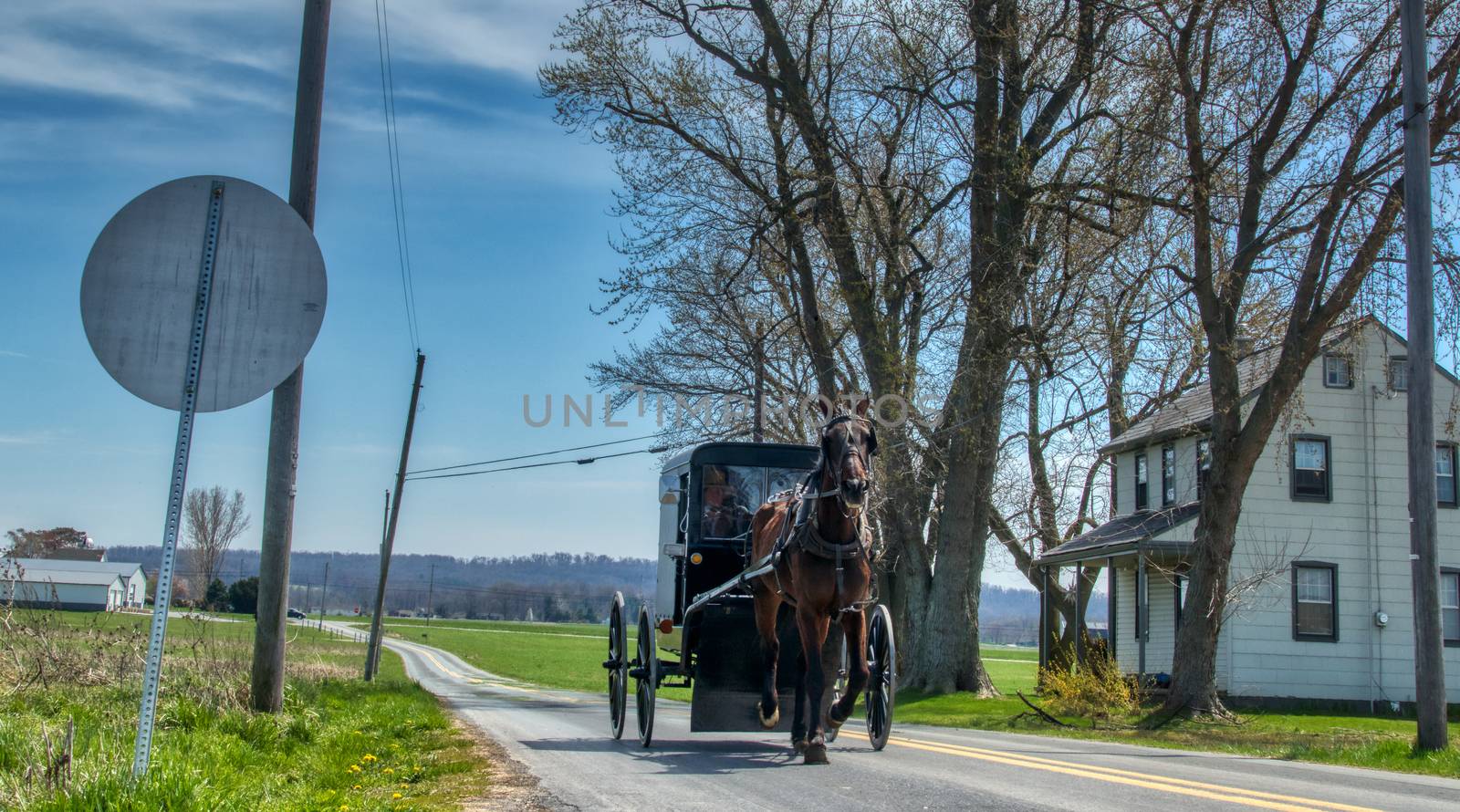 Amish Horse and Buggy Trotting to Country Store on a Summer Day