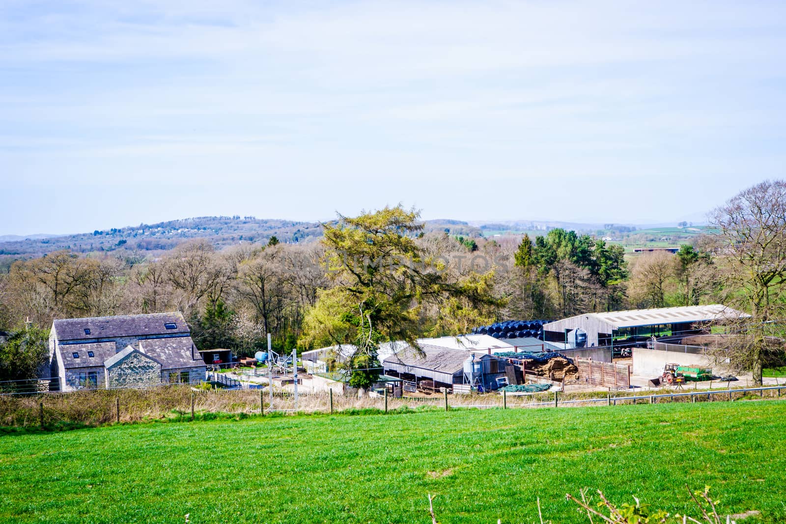 Springtime fields with hedges and trees