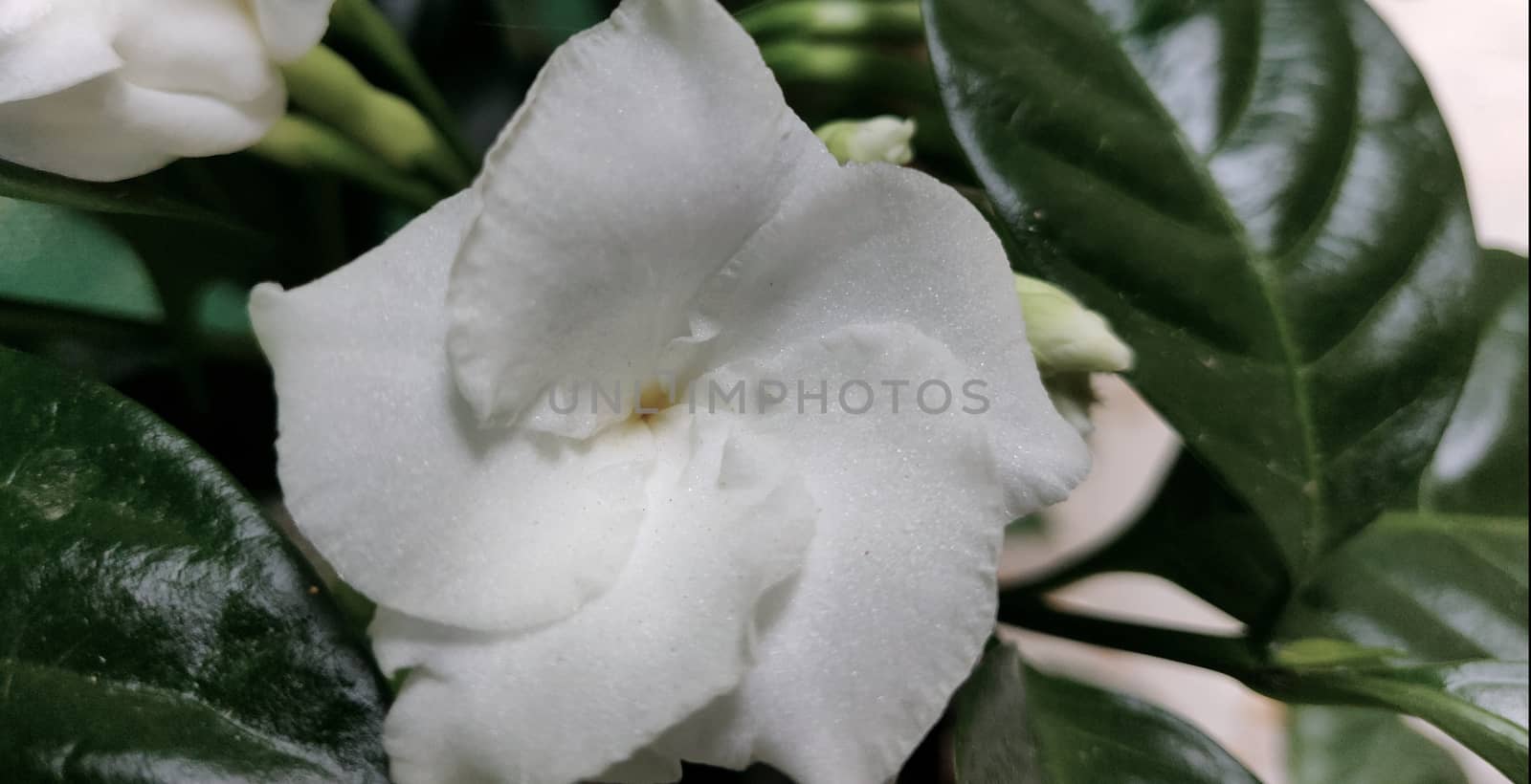Arabian jasmine macro in full bloom by mshivangi92