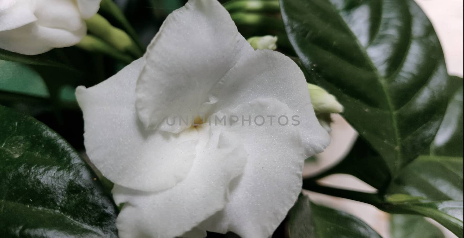 Arabian jasmine macro in full bloom in summer in India during quarantine