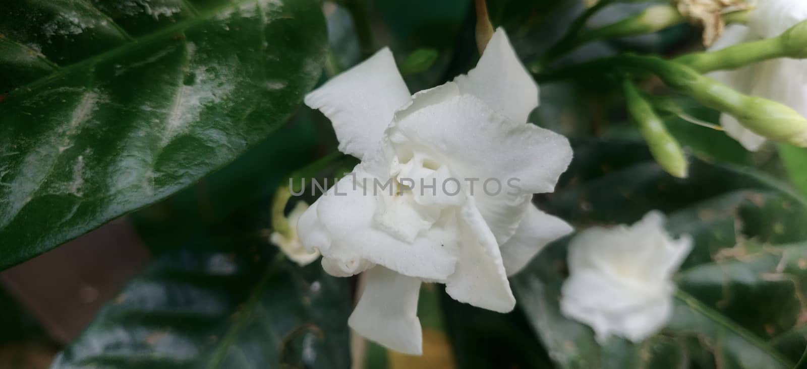 White flower, crepe Jasmine in full bloom in closeup in India during summers