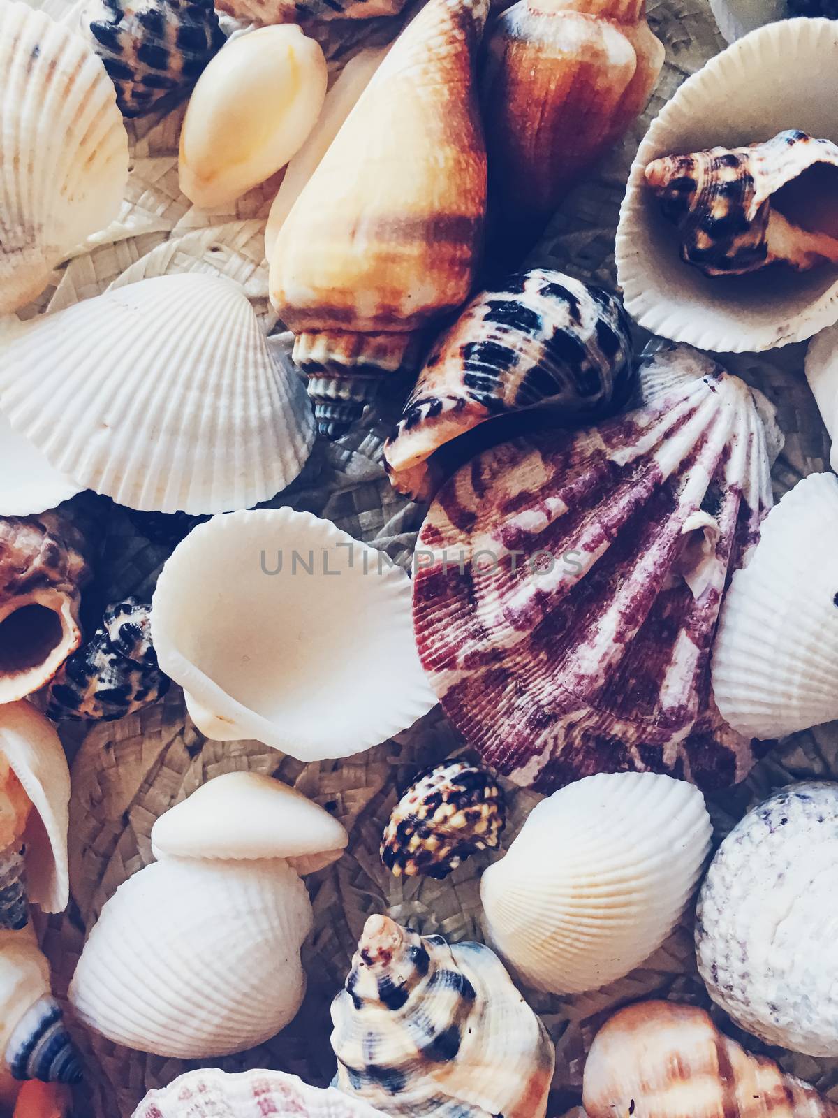 Seashells as summer coastal background, nature and travel by Anneleven