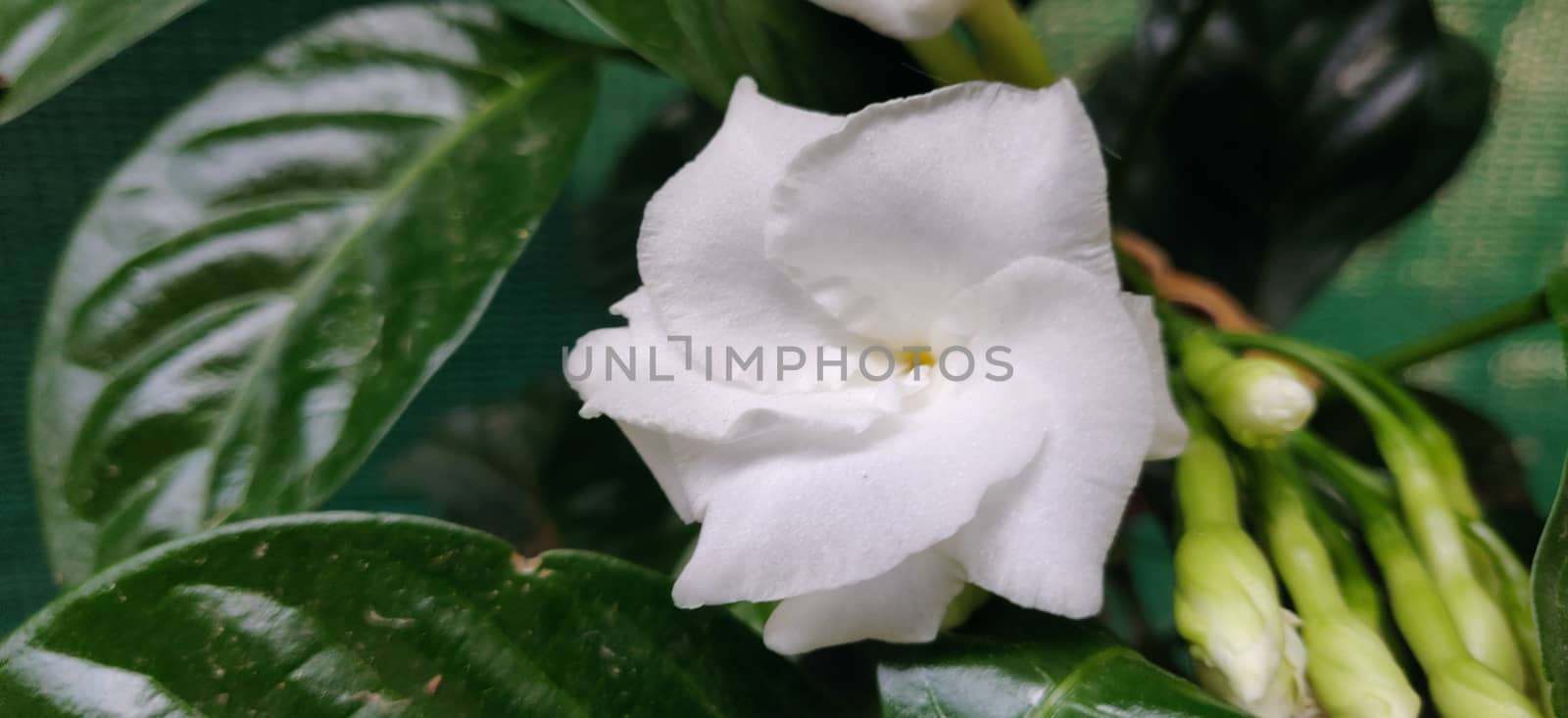 A close up of a lone arabic jasmine surrounded by green leaves and yellow sun rays that bloomed in the summer of Delhi, India