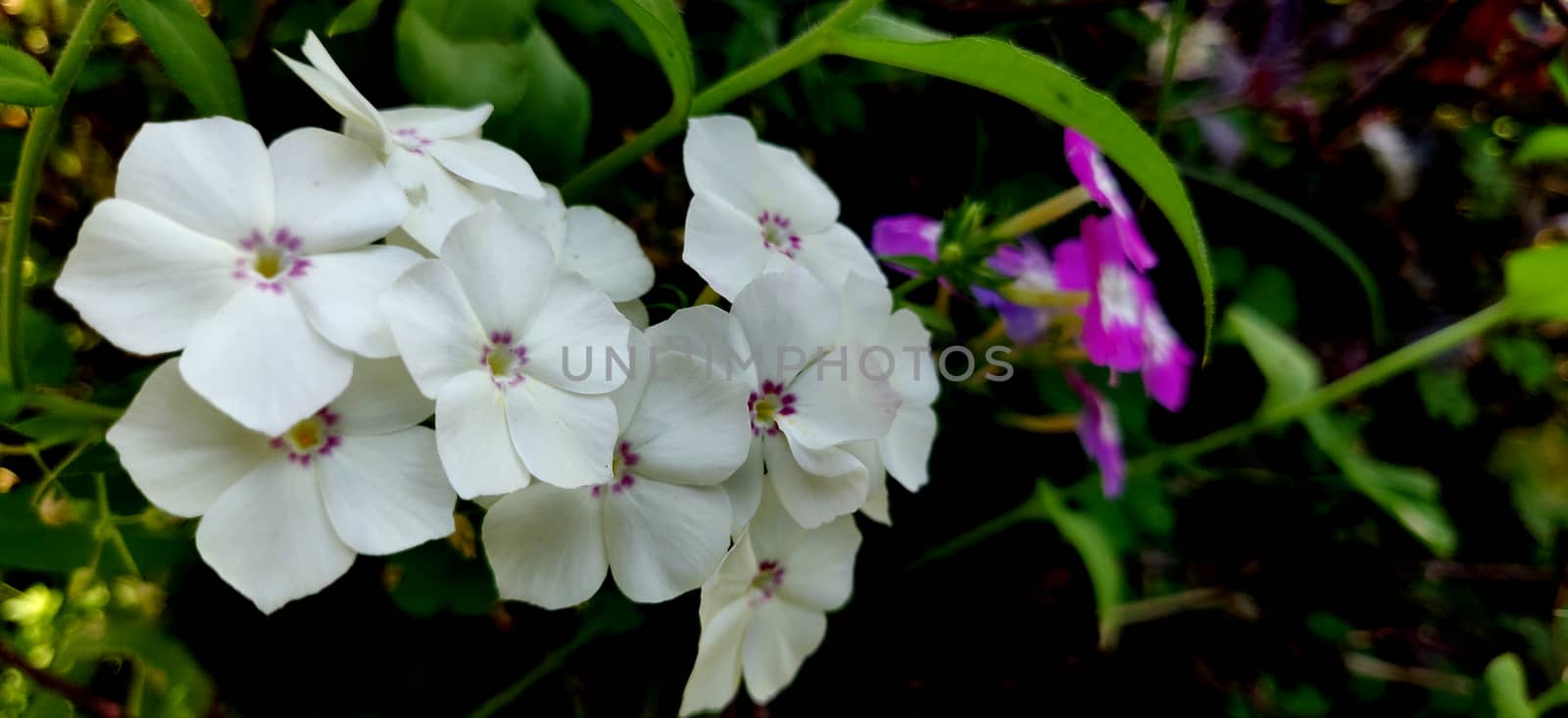 Garden phlox white flowers in a bunch blooming in the summers of India