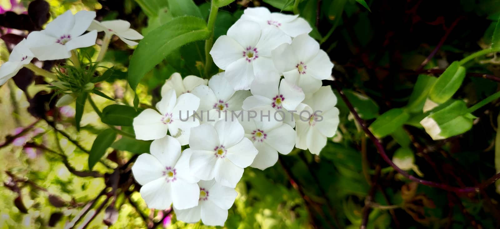 Garden phlox white flower bunch with pink in the center blooming in the India during summers