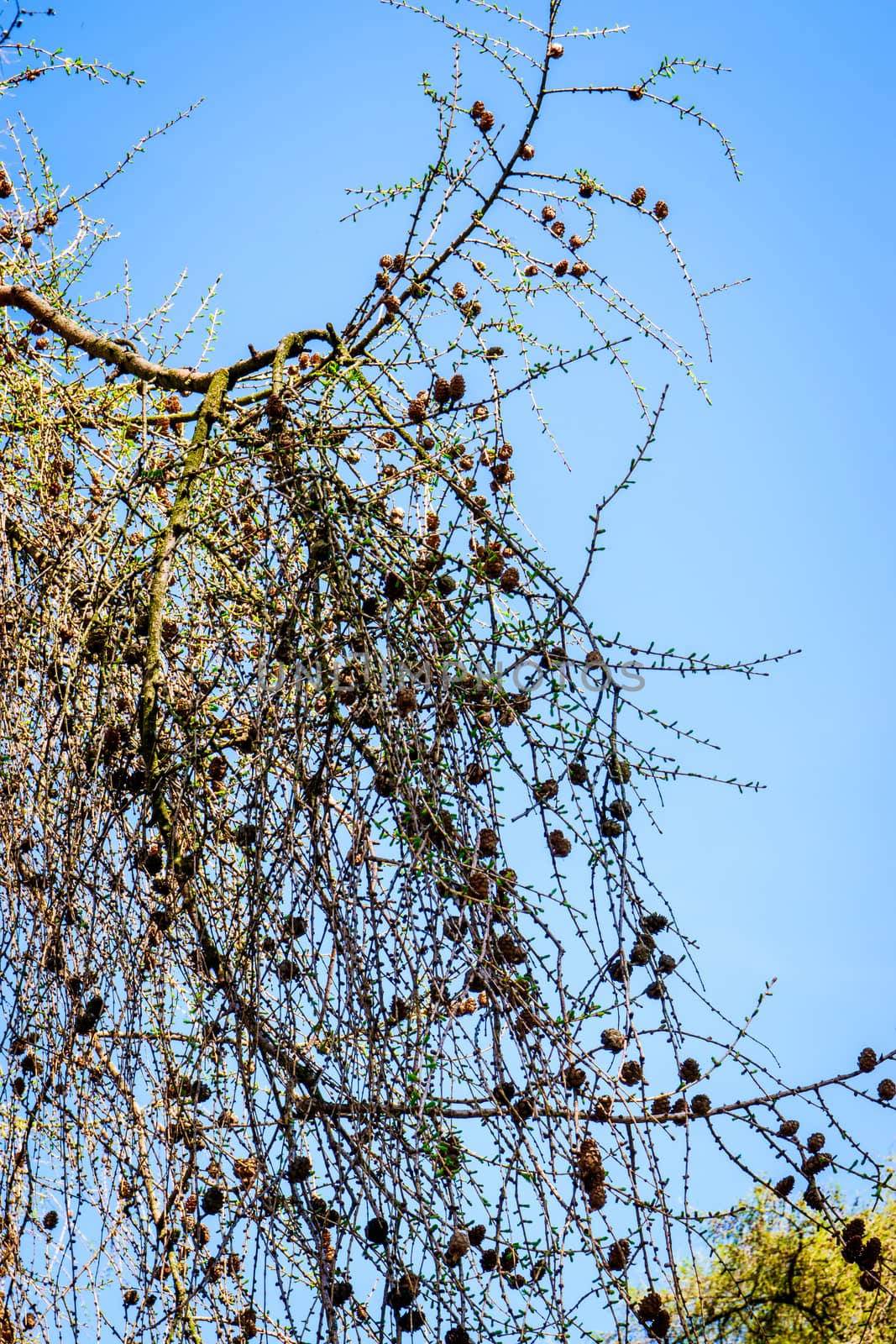 tree branches in springtime with beautiful blue sky UK