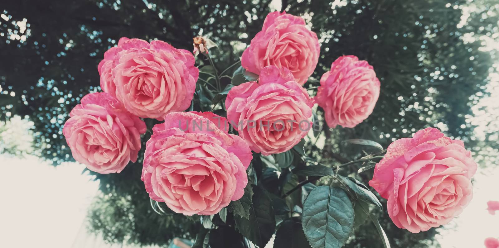 Beautiful wild pink roses in a city garden by Anneleven