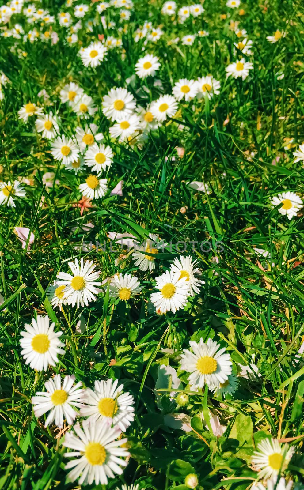 Daisy flowers and green grass in spring, nature and outdoors concept