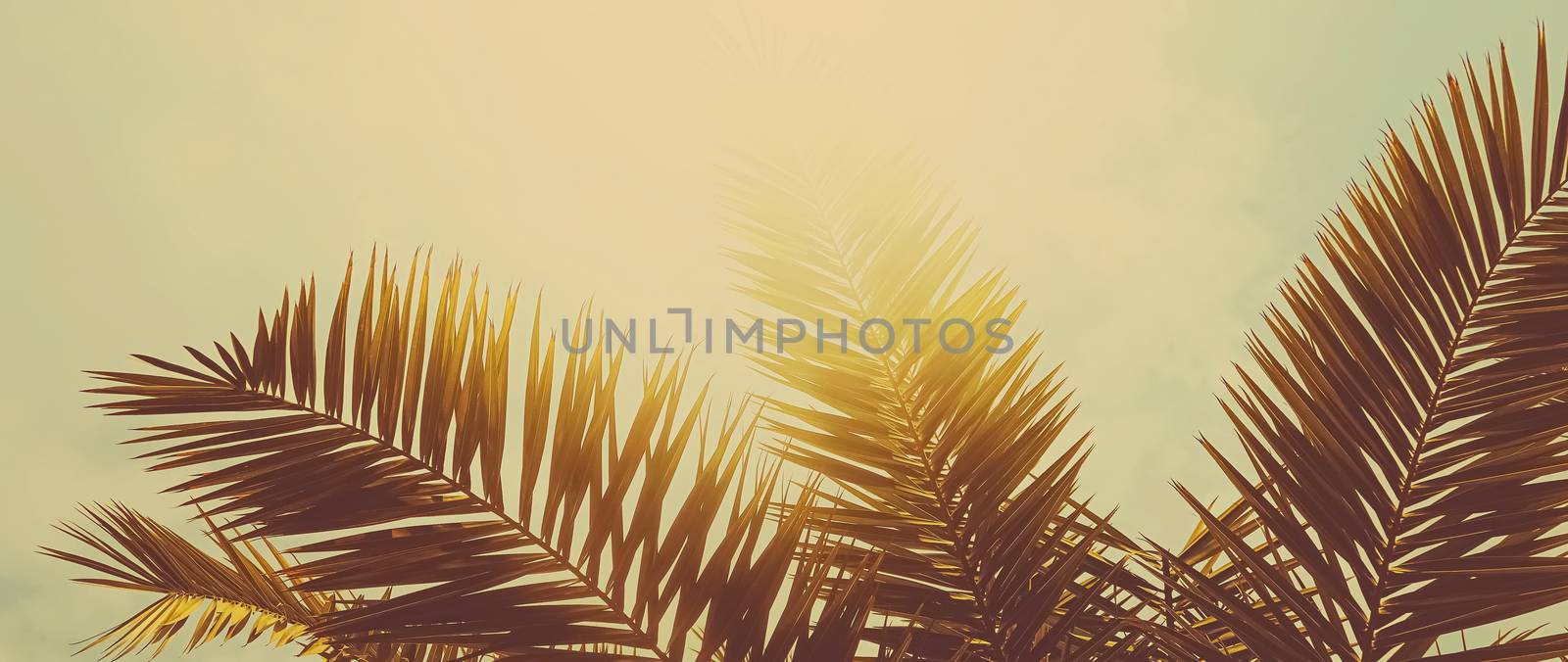 Tropical palm tree leaves in hot summer day as vintage background, summer nature and travel concept