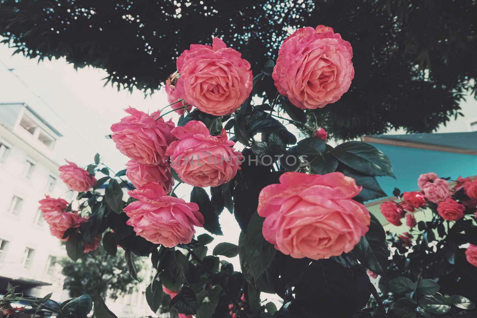 Beautiful wild pink roses in a city garden by Anneleven