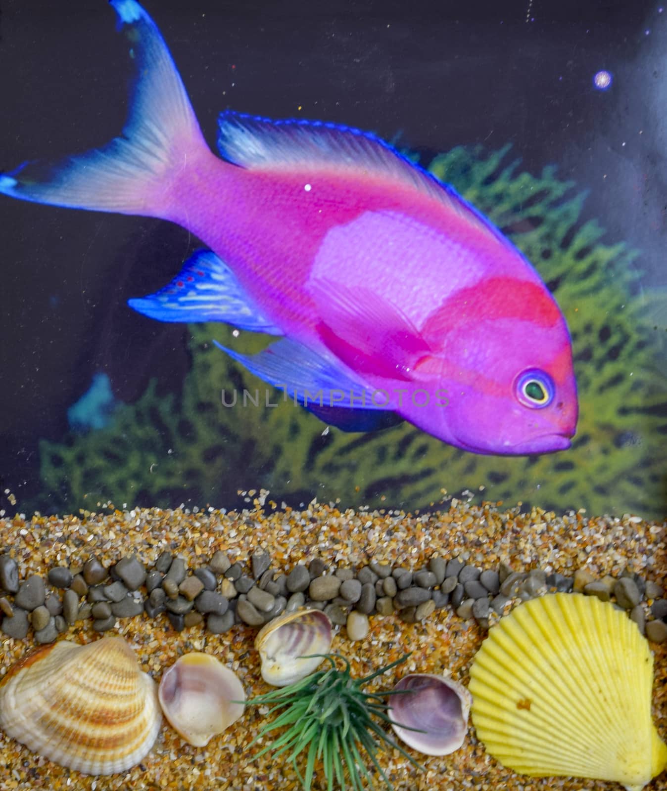 Self-assembled picture, fish in the aquarium. photo of fish and shells glued to it. in the form of a portrait.