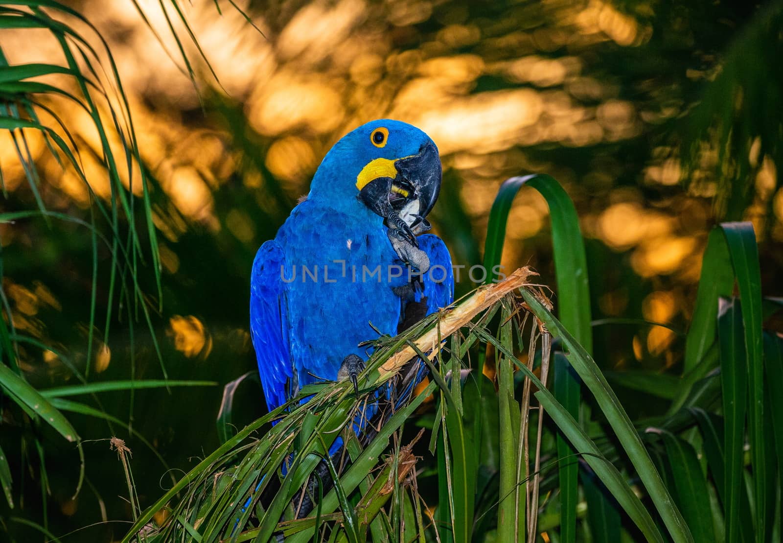 Hyacinth Macaw is sitting on a palm tree and eats nuts. Against the backdrop of a beautiful sunset. South America. Brazil. Pantanal National Park.