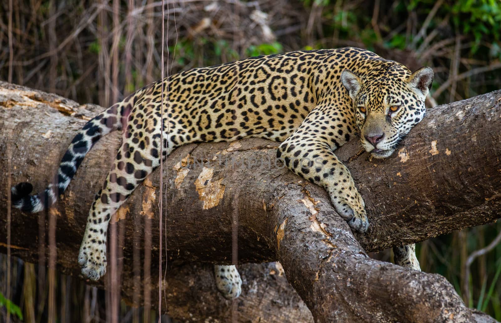 Jaguar lies on a picturesque tree in the middle of the jungle. by GUDKOVANDREY